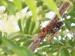 Exotic Japanese whore Karen Natsuhara in Fabulous Toys, Masturbation JAV video