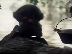 Отсос, Индианки, Итальянский Tarzan-x: shame of jane - 1